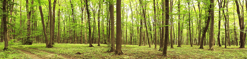 Green forest trees, environmentally friendly.